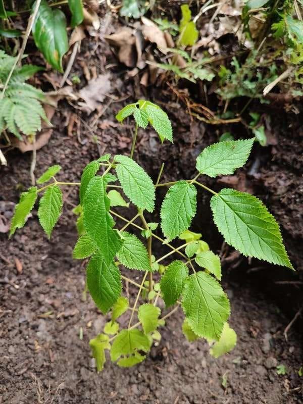 tree image