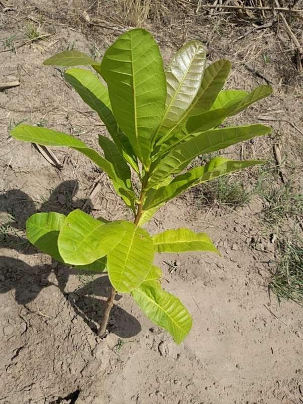 tree image