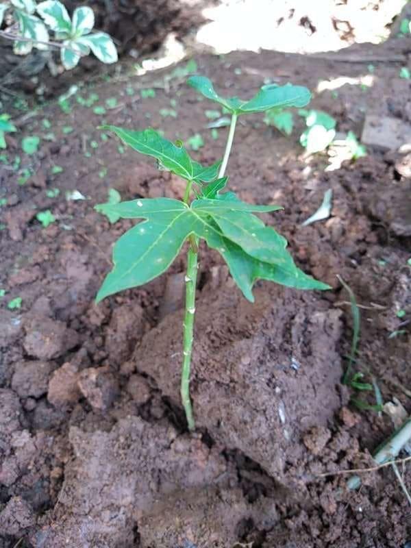 tree image