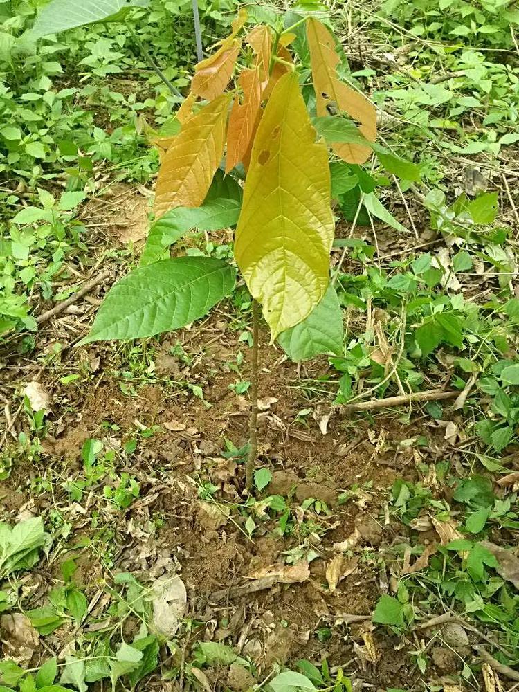 tree image