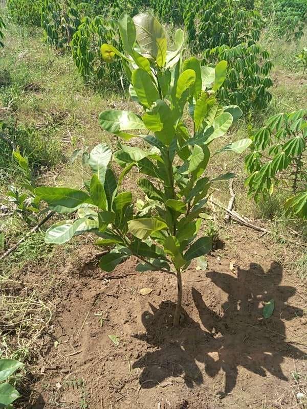 tree image