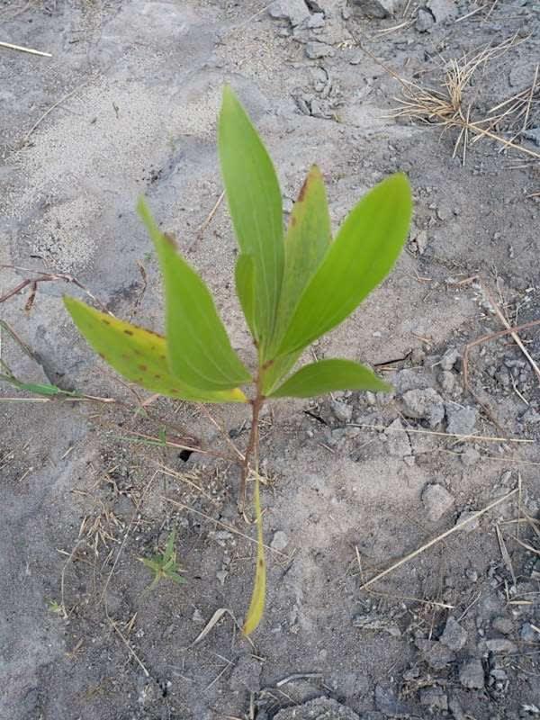 tree image