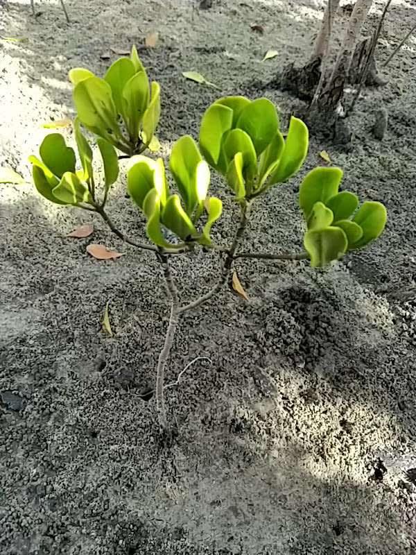 tree image