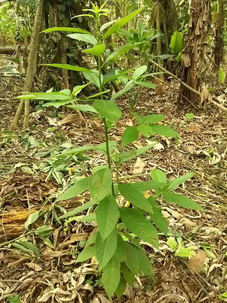 tree image