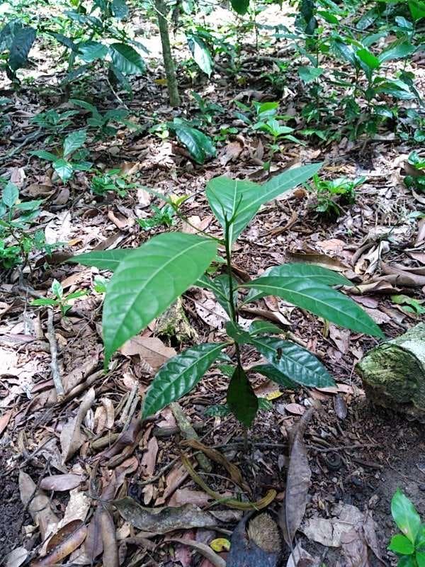 tree image