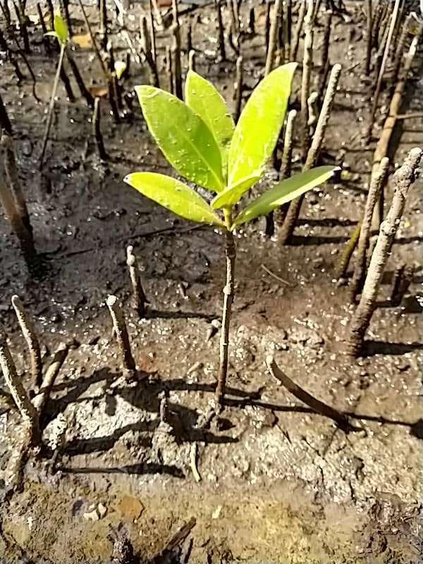 tree image