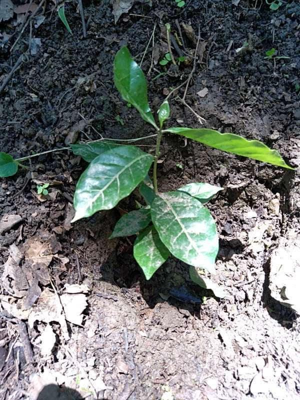 tree image