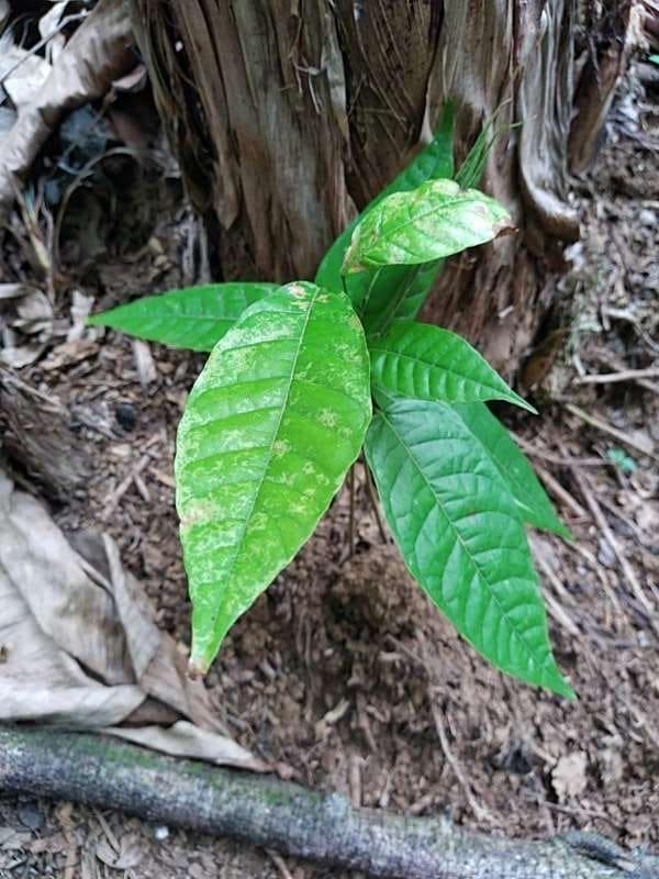 tree image