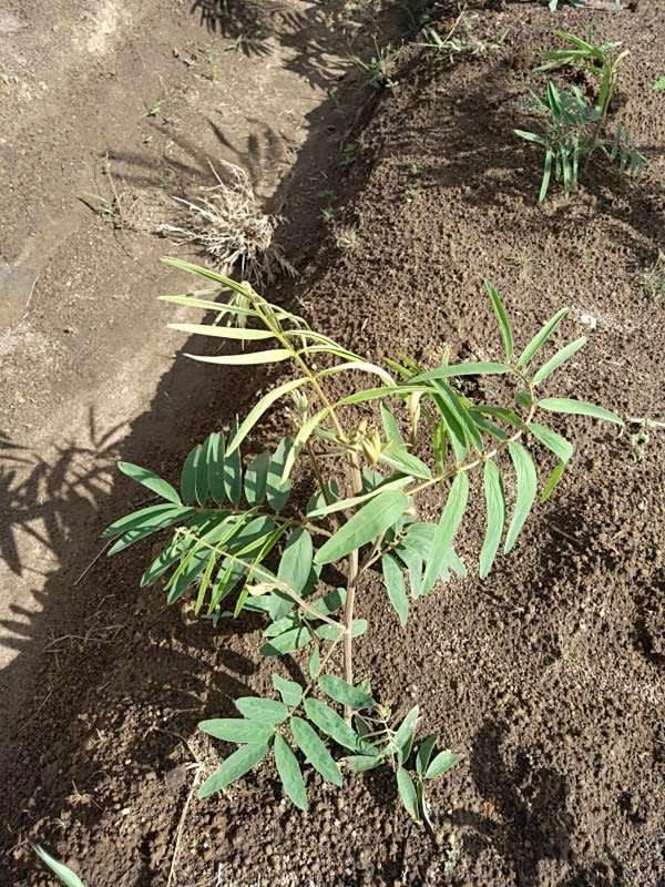 tree image