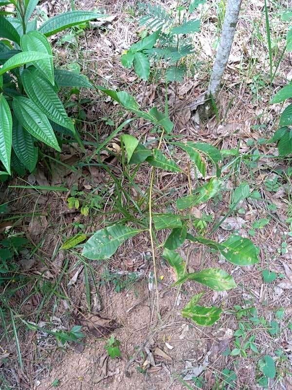 tree image