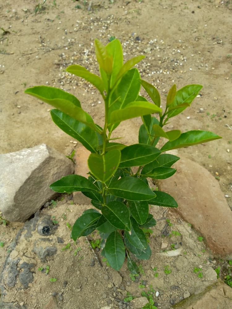 tree image