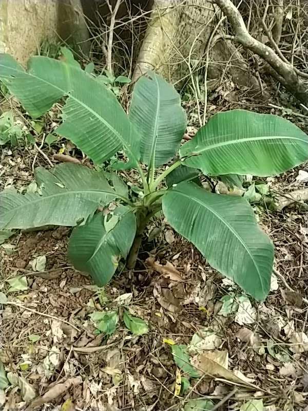 tree image