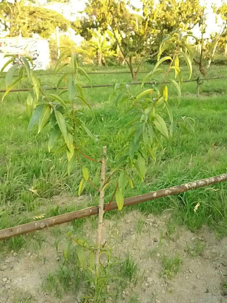 tree image