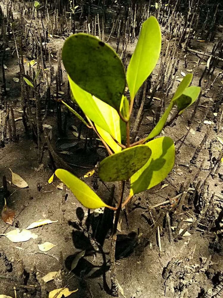 tree image
