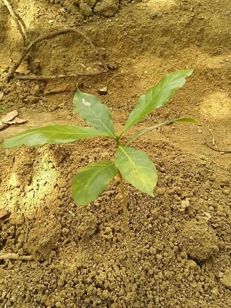 tree image