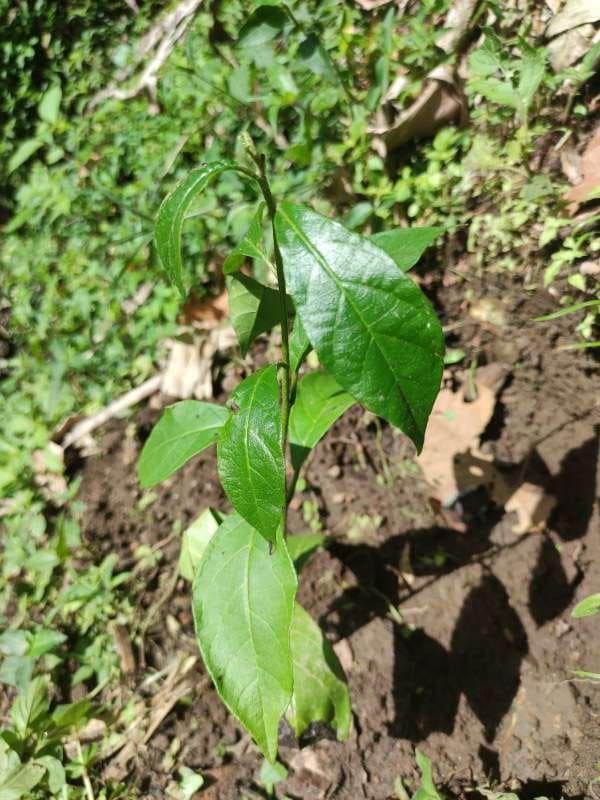 tree image