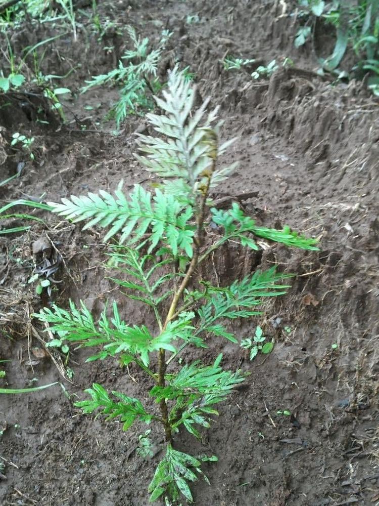 tree image