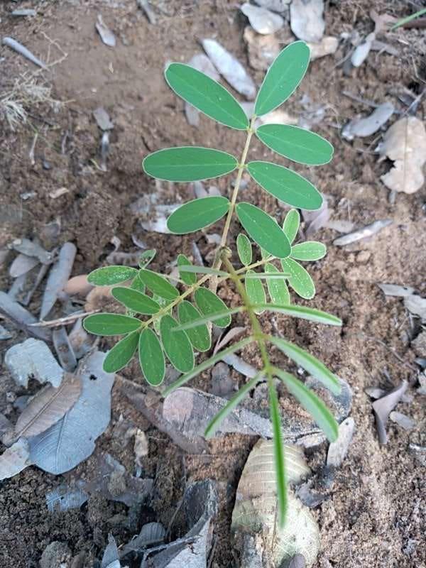 tree image