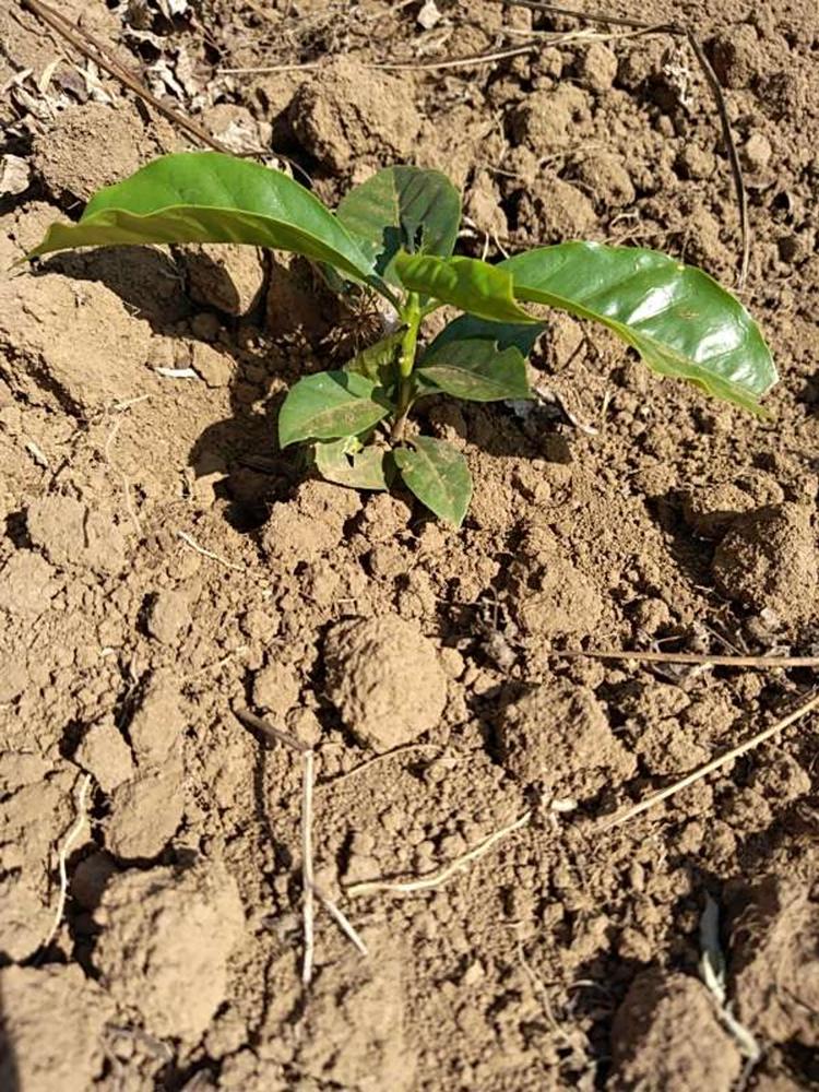 tree image