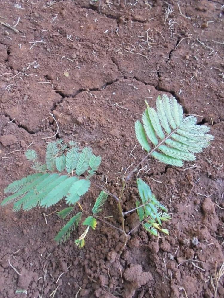 tree image