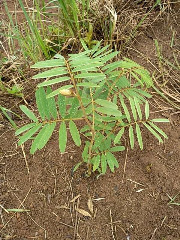 tree image