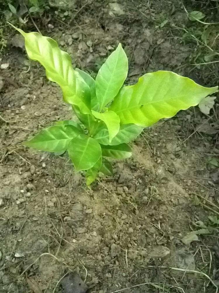 tree image