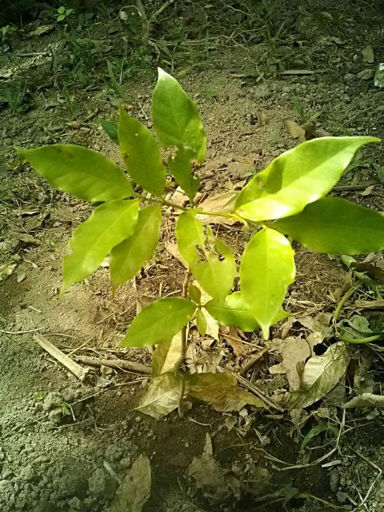 tree image