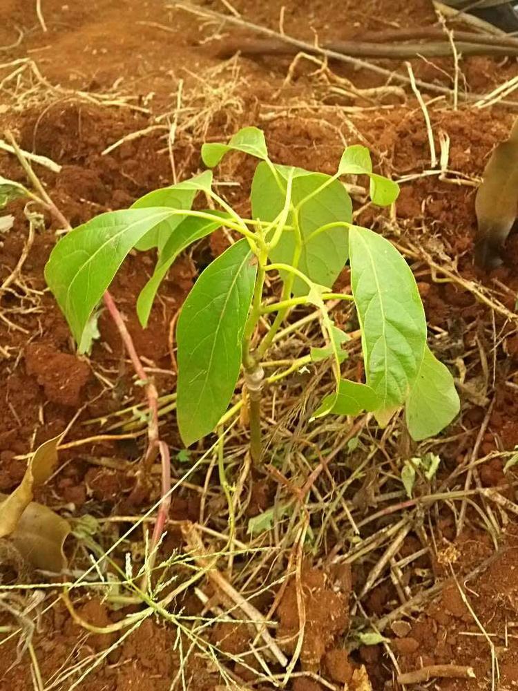 tree image