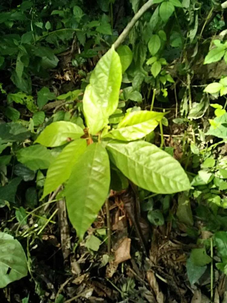 tree image