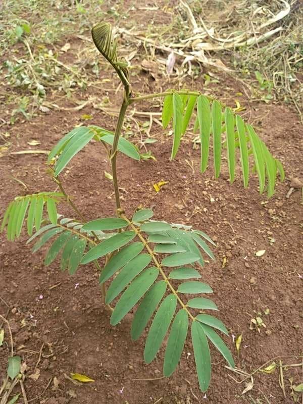 tree image