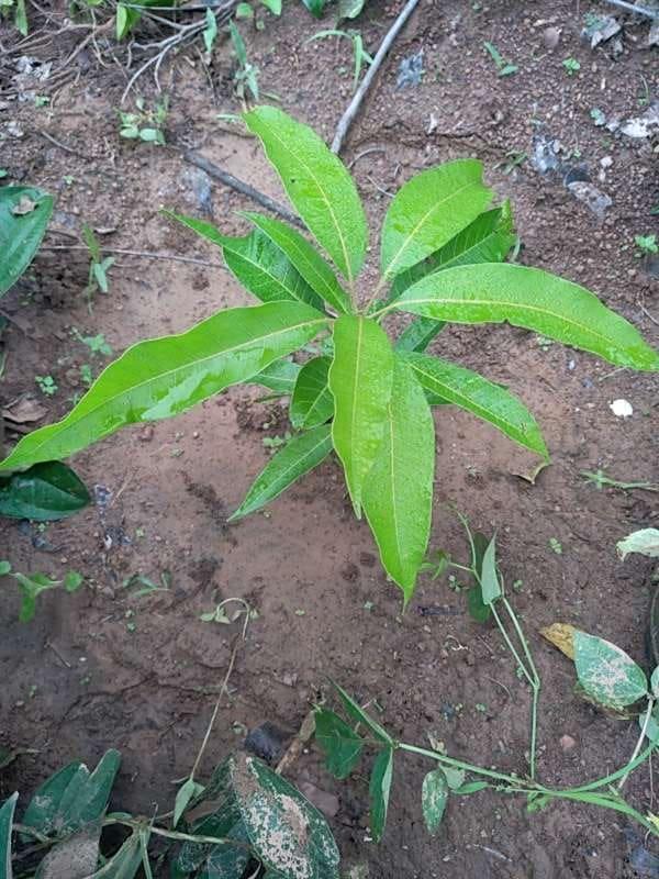 tree image
