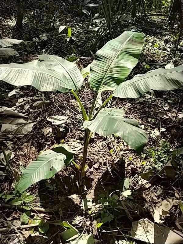 tree image