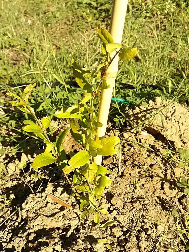 tree image