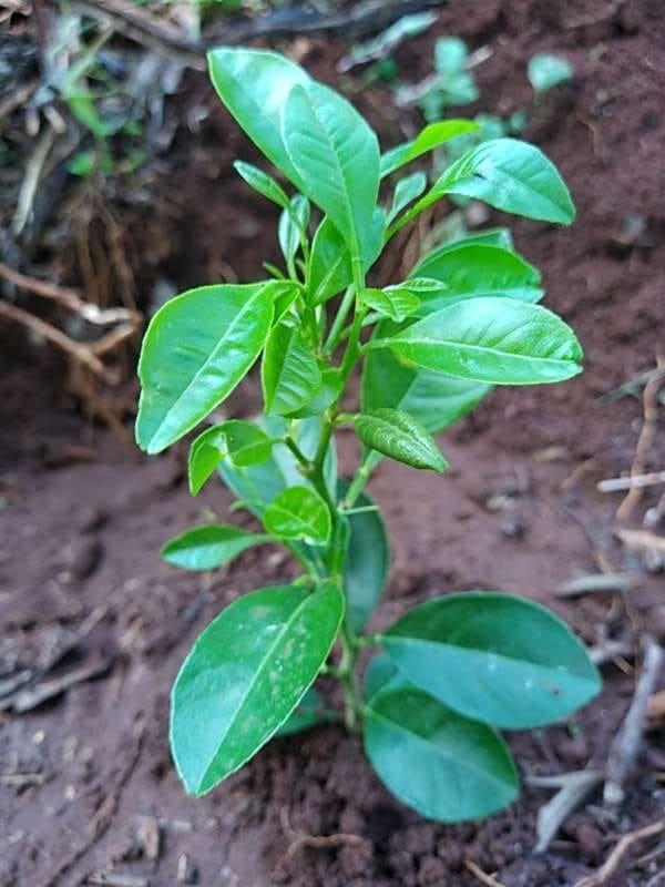tree image