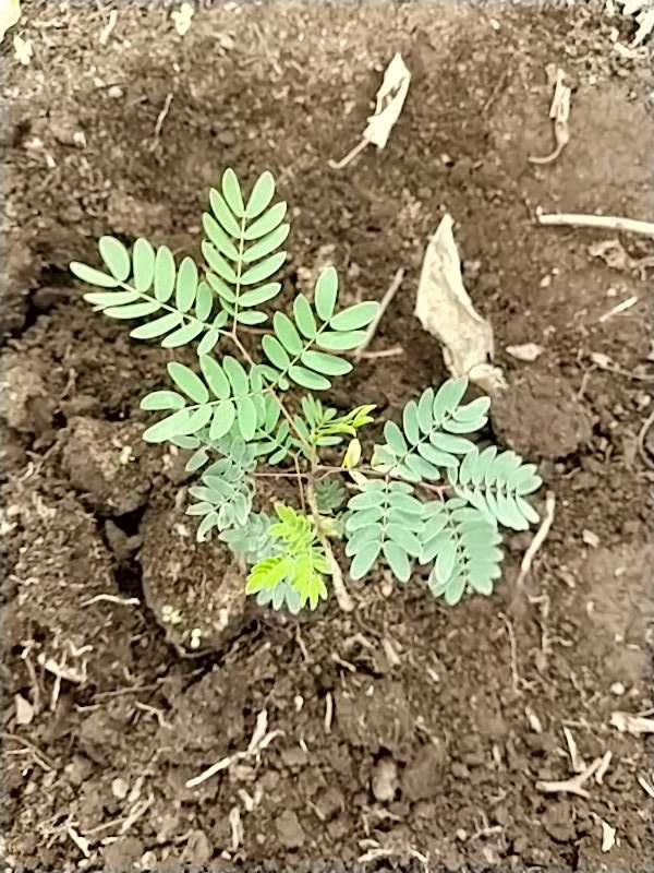 tree image