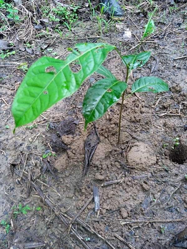 tree image