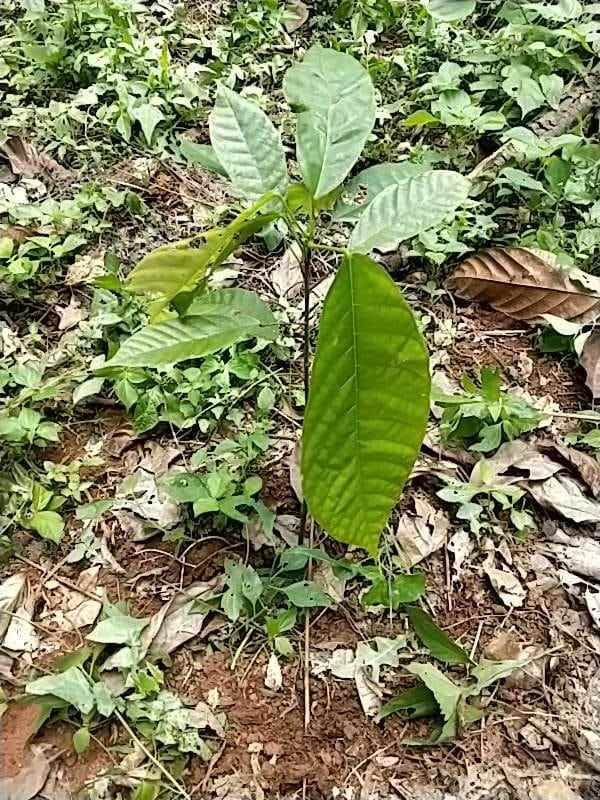 tree image