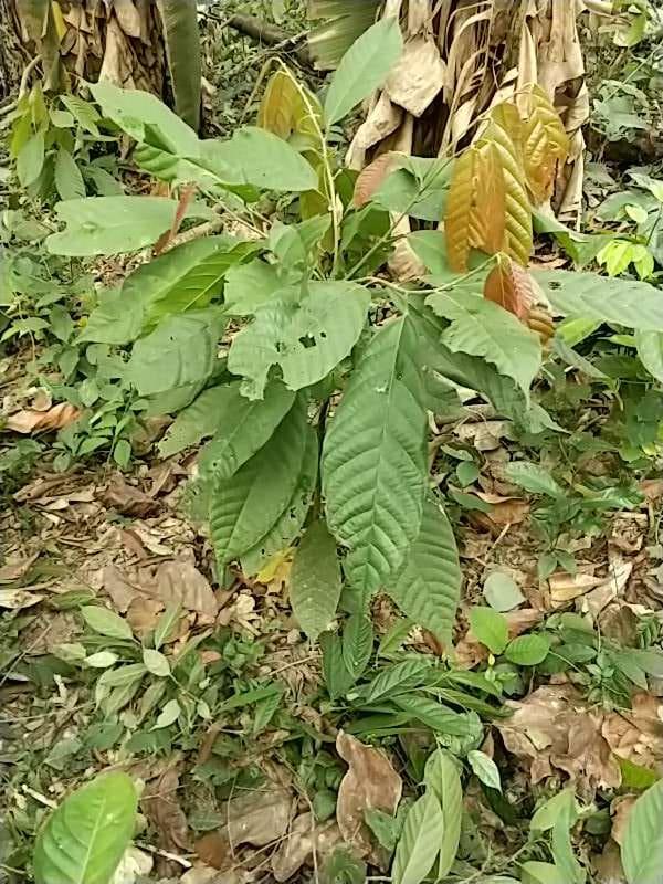 tree image