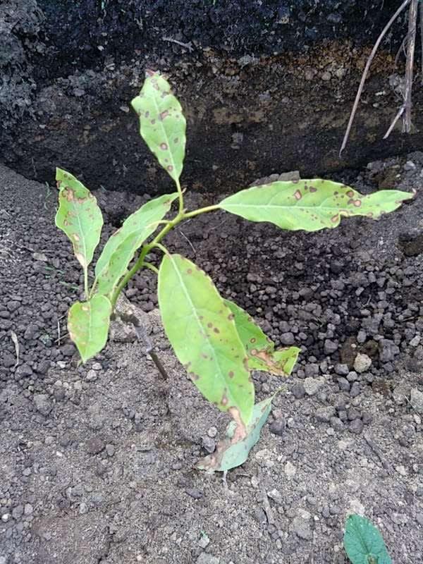 tree image