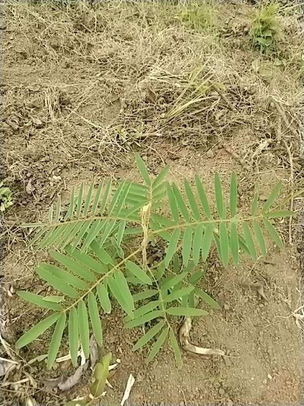 tree image