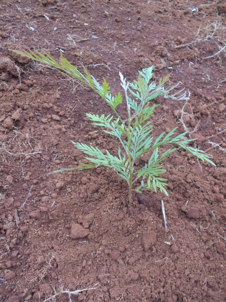 tree image