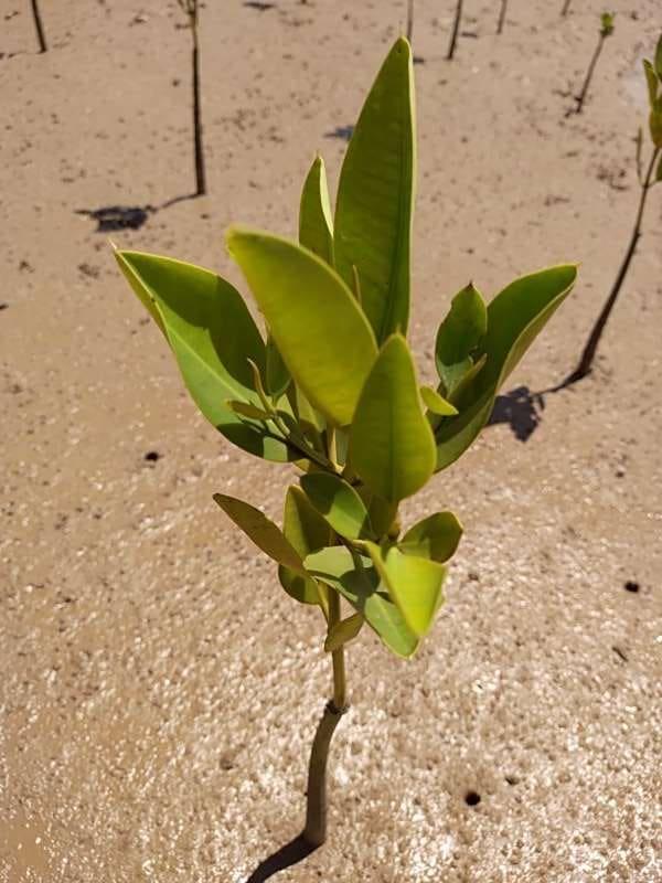tree image