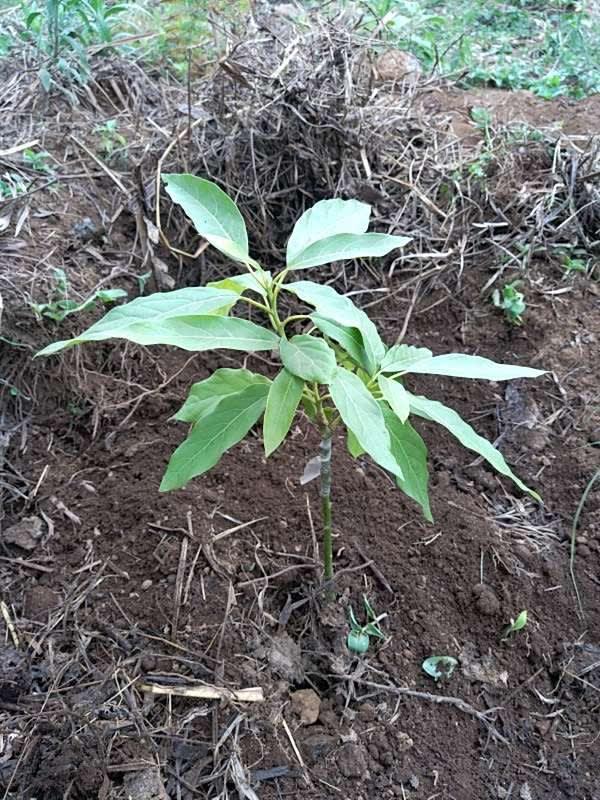 tree image