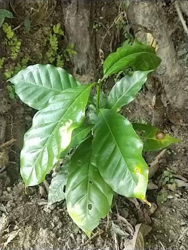tree image