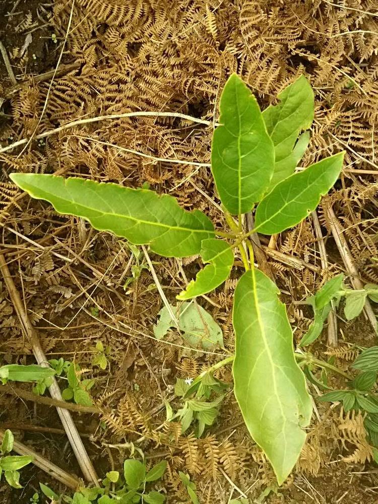 tree image
