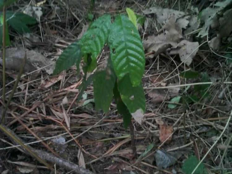 tree image