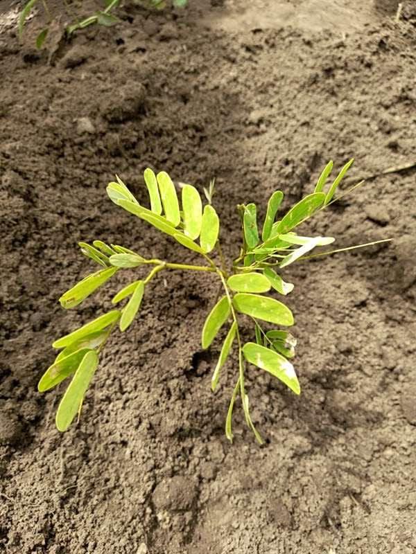 tree image