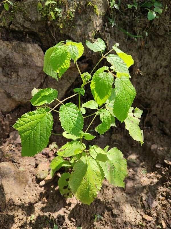 tree image