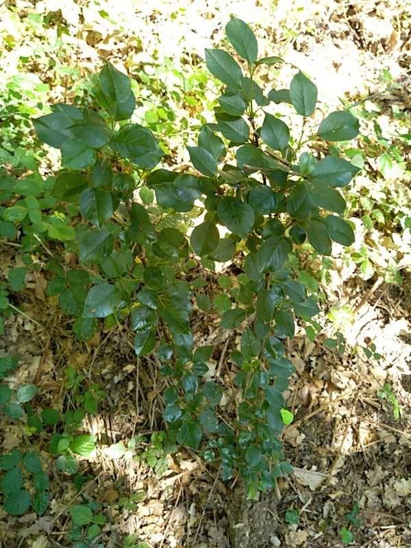 tree image