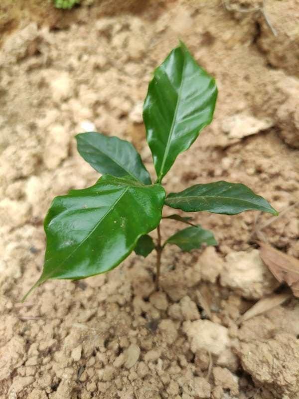 tree image